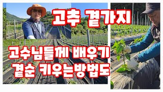 고추 곁가지 제거 곁순 키우기 다분지 재배 괴산청결고추 괴산고추 풀뿌리농장 석성수 자연특별시괴산 자연울림 […