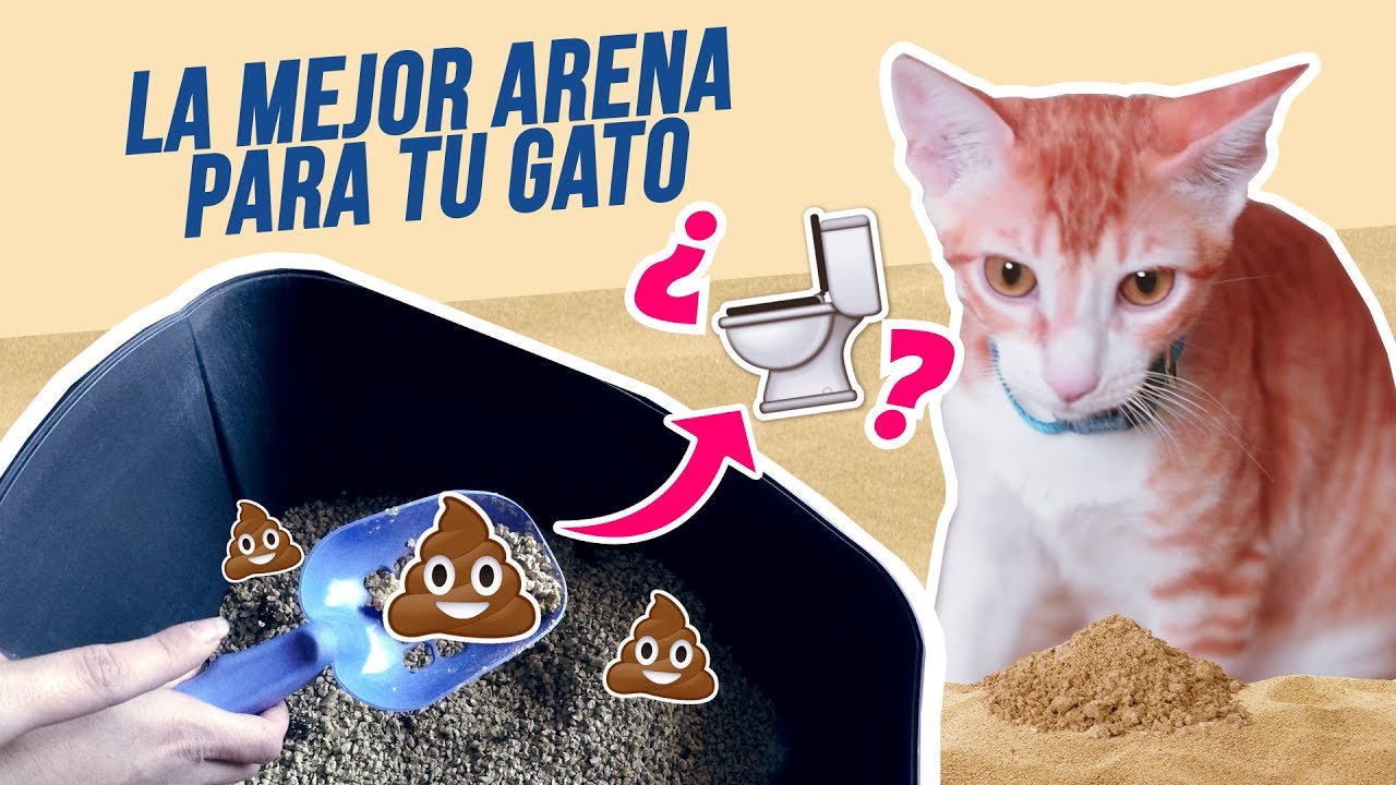 Watch ARENAS PARA GATOS: ¡Y la mejor es…! ✨😼💩⏳ ¿Absorbente, aglomerante, sílice o ecológica Now ARENAS PARA GATOS: ¡Y la mejor es…! ✨😼💩⏳ ¿Absorbente, aglomerante, sílice o ecológica