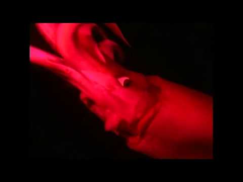 VIDEOFLAYER CLOSURE - SHOWCASE  21 MARZO, Auditorium Magnetto, Almese