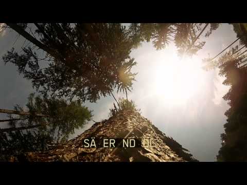 HOLZ KLADE // FORSTSERVICE