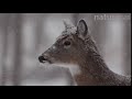 Female White Tailed Deer Odocoileus Virginianus In Snow New York February