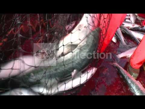 HEALTH MINUTE: WILD VS FARM SALMON