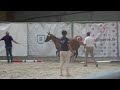 Pouliche de 3 ans, modèle sérieux, lignée 5*