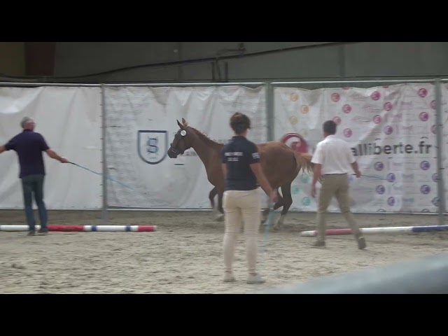 Pouliche de 3 ans, mod&egrave;le s&eacute;rieux, lign&eacute;e 5*