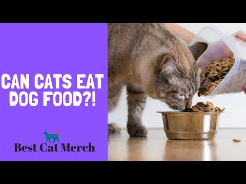 Can Cats Eat Dog Food? What Would Happen?