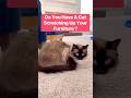 Easy Trick To Stop Cats From Scratching Up Furniture! #hometips #catvideos