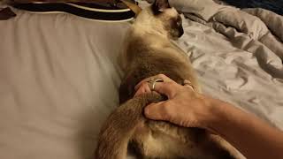 Cover art for Cat heat