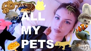 ALL OF MY PETS IN ONE VIDEO (I know, I have a lot)