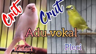 Download lagu kenari vs pleci mp3