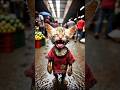 Bechara Billi Aam Chhin Liya Shorts Billi Funny Cute Trending