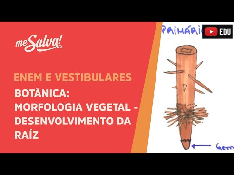 Me Salva! BOT37 - Botânica - Morfologia vegetal: o desenvolvimento da raíz