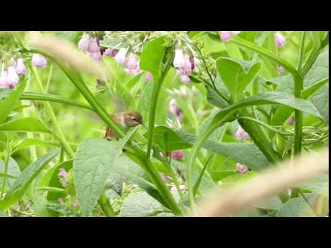 Slow-mo  Cute young Rufous Hummingbird faces insect