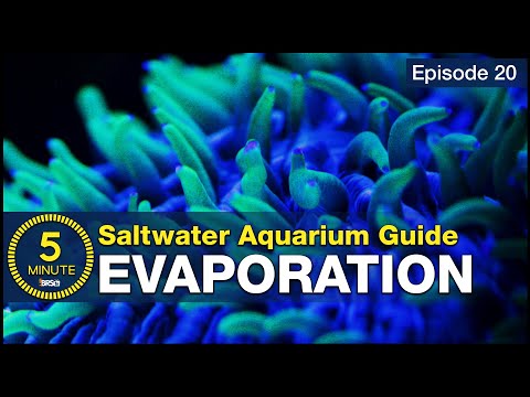 download lagu mp3 mp4 Does Water Evaporate With Lid On Or Off, download lagu Does Water Evaporate With Lid On Or Off gratis, unduh video klip Does Water Evaporate With Lid On Or Off
