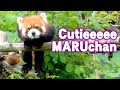 【レッサーパンダ】まるちゃんきゃわわぁ　cutieeeee maru chan　red panda marumi at maruyama zoo