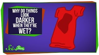 Why Do Things Look Darker When They're Wet?