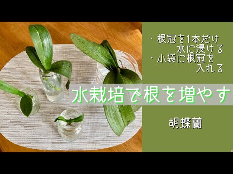 氷を使って蘭に水をやる方法は？根が腐らないようにするためのヒントをご覧ください。  庭園