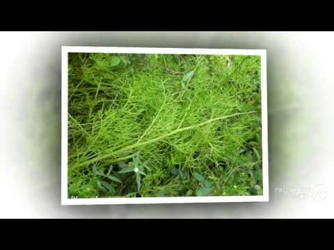 Ceratopteris - garden plants