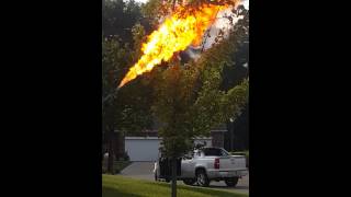 &quot;TORCH&quot; Burns out Hornets Nest with Flamethrower