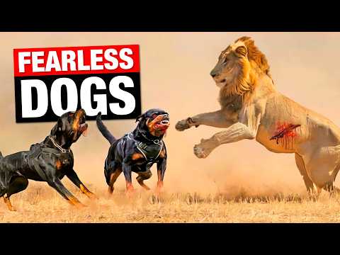 These Fearless DOGS Terrify Even The Deadliest Predators