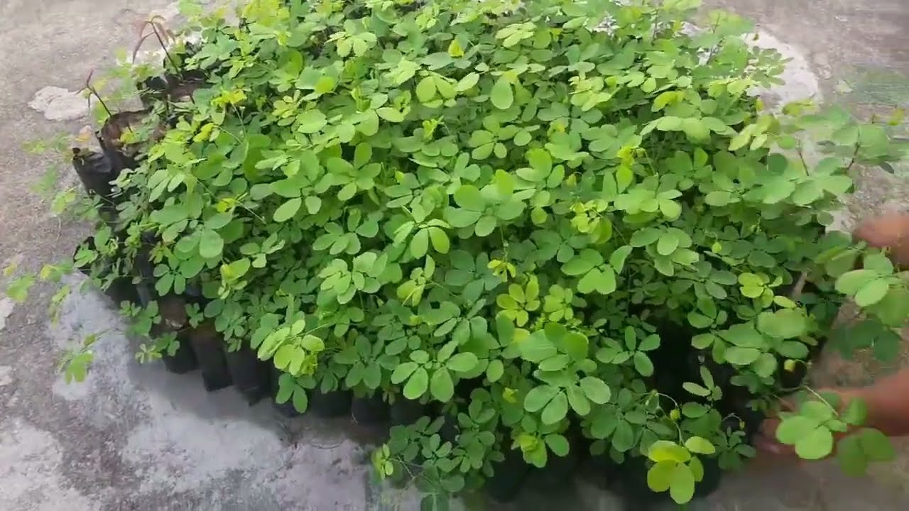 Como plantar sansão do campo ou sabiá para cerca viva: fazendo as mudas