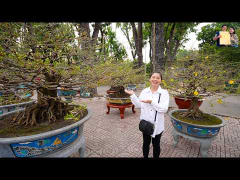 Khám phá Chợ Hoa Tết Công viên Gia Định Xuân Bính Ngọ 2026 gặp Cụ Mai Vàng 900 triệu/cây ở Sài Gòn