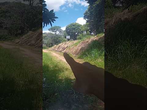 Aperibé-RJ VERDE 🌱 (Barranco de DEUS) 22/02/2026 #arvoresfrutiferas