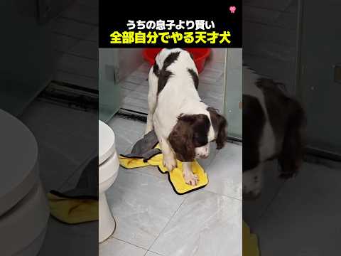 本物の天才犬ここにいた😆