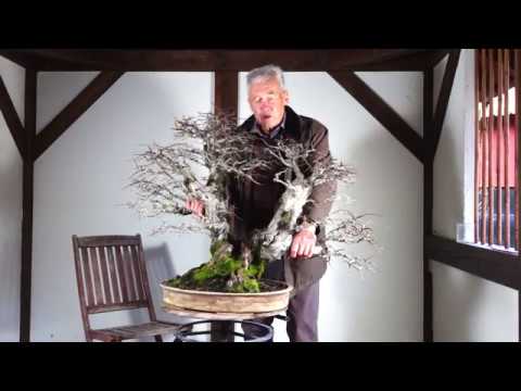 SandevBonsai 2019 - That's how it started and changed everything