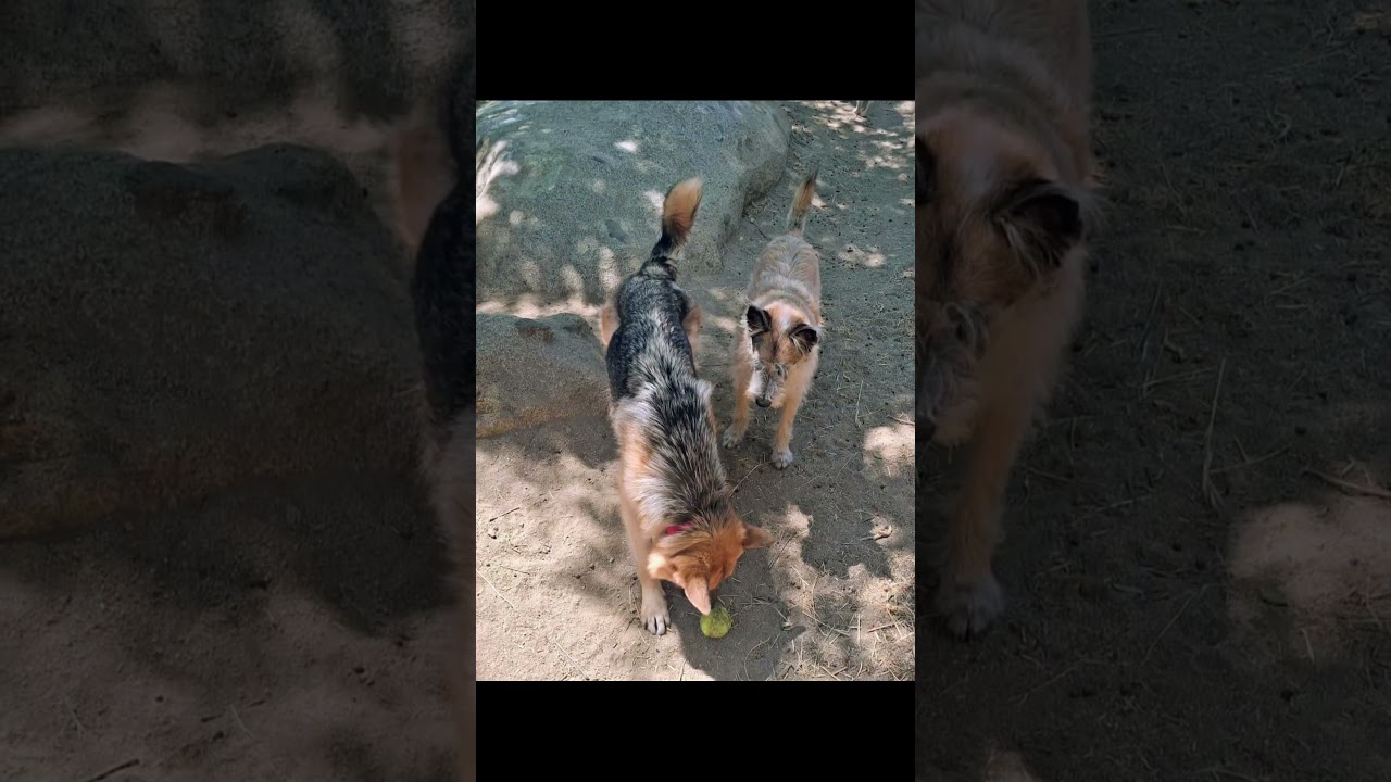 Enlarge Laylarose, an adoptable mixed breed in Murrieta, CA video 5/6