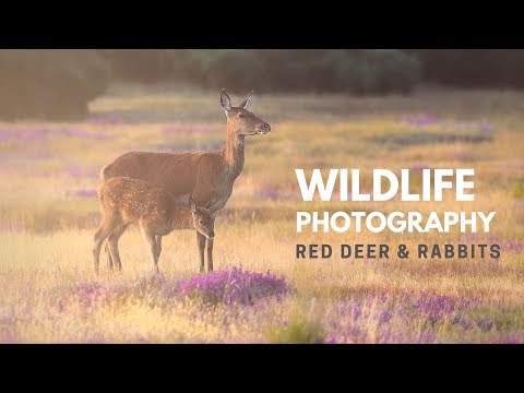 RED DEER PHOTOGRAPHY |  Behind the scenes with a wildlife photographer.