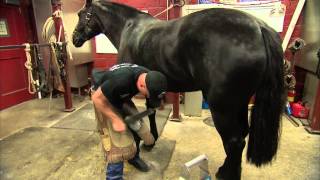 U.S. Army farrier Charles Morrison shoes a horse