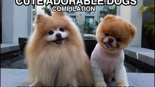 Cute Funny Dog Compilation - Wagging Tail