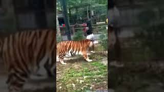 🚨🐅 ¡INSÓLITO Y PELIGROSO! Saltó la baranda de un zoológico e intentó acariciar a un tigre