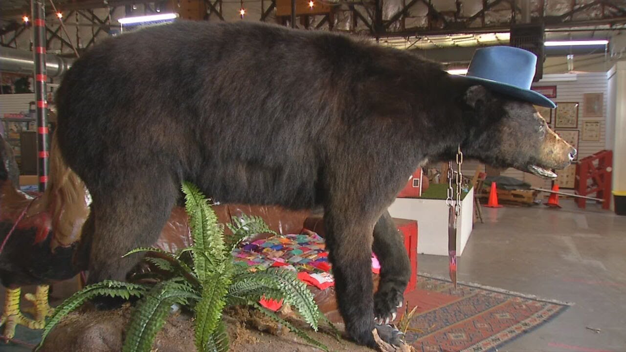 'Cocaine bear' is the star a new movie and the "Fun Mall" in Lexington, Ky.