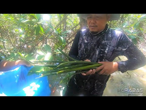 EP324-Part 1 - Operation Tanim Bakawan | Occ. Mindoro