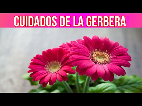 , title : 'COMO CUIDAR LA GERBERA, SIEMPREA Y CUIDADOS DE LA GERBERA'