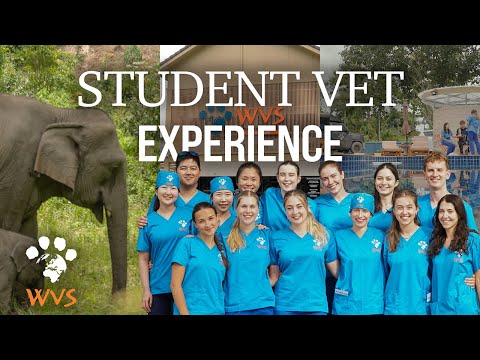 Student Vet Experience in Thailand | WVS Thailand ITC