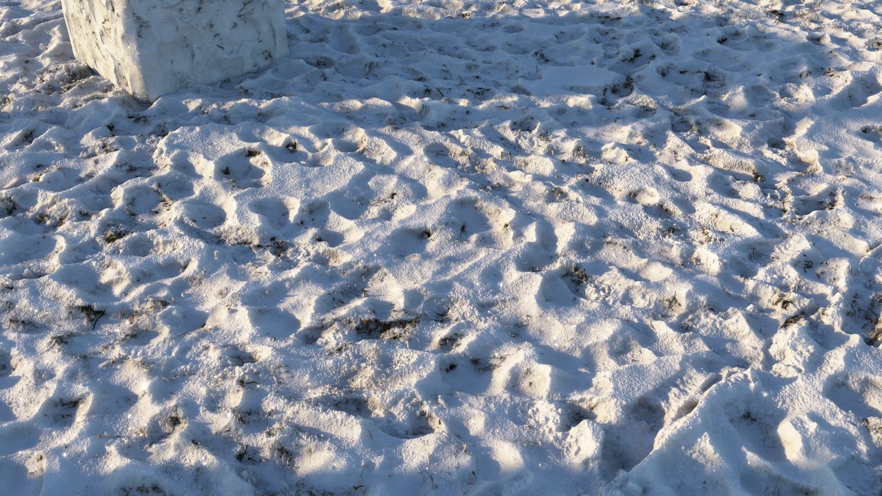 8k seamless material - grass under snow