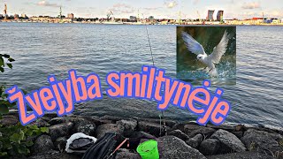 KARŠIŲ ŽVEJYBA SMILTYNĖJĖ | PAGAVOM ŽUVĖDRĄ 😅