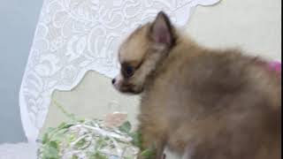 ハーフ犬の動画01