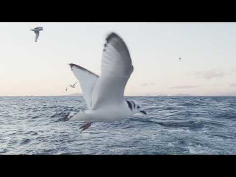 Quinn Christopherson - Evelene (Official Visualiser)