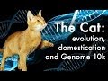 How did cats evolve?