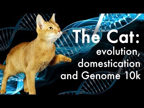 How did cats evolve?