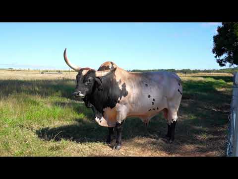 76 Davies Creek Road, Mareeba, QLD 4880, 6 غرف, 3 حمامات, Lifestyle Property