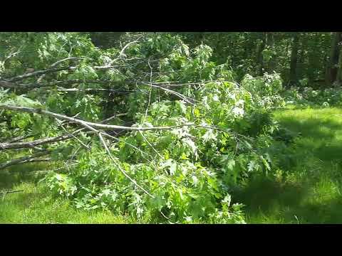 Vihana walking on a log