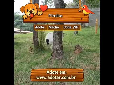 Vídeo de Pirulito