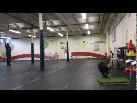 Using Place Boards and Clicker Training for Gundog Directional Control