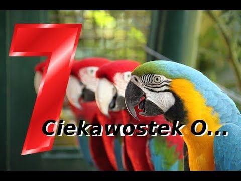 Wzrost cen członu roboczego Mam małe jądra i członek