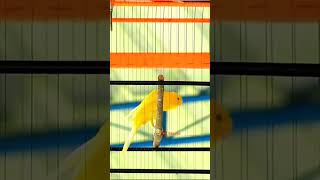 Download lagu KENARI MEWAH TREND 2023 SEHARGA MOBIL !! TESLA Goyang - Goyang mp3 Download lagu KENARI MEWAH TREND 2023 SEHARGA MOBIL !! TESLA Goyang - Goyang mp3