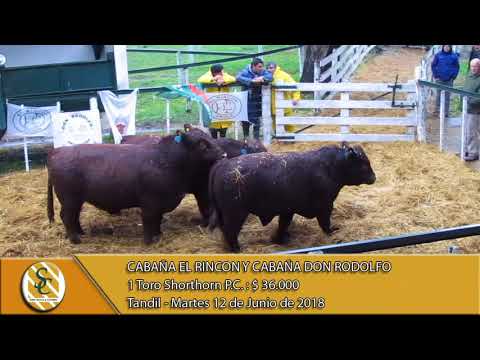 12-06-18 Venta de Toros Shorthorn - Cabaña El Rincón y Don Rodolfo - Tandil.